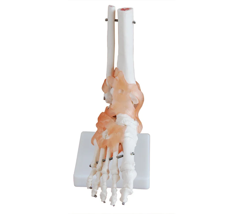 Естественная модель сустава больших ног модель человеческого скелета модель стопы