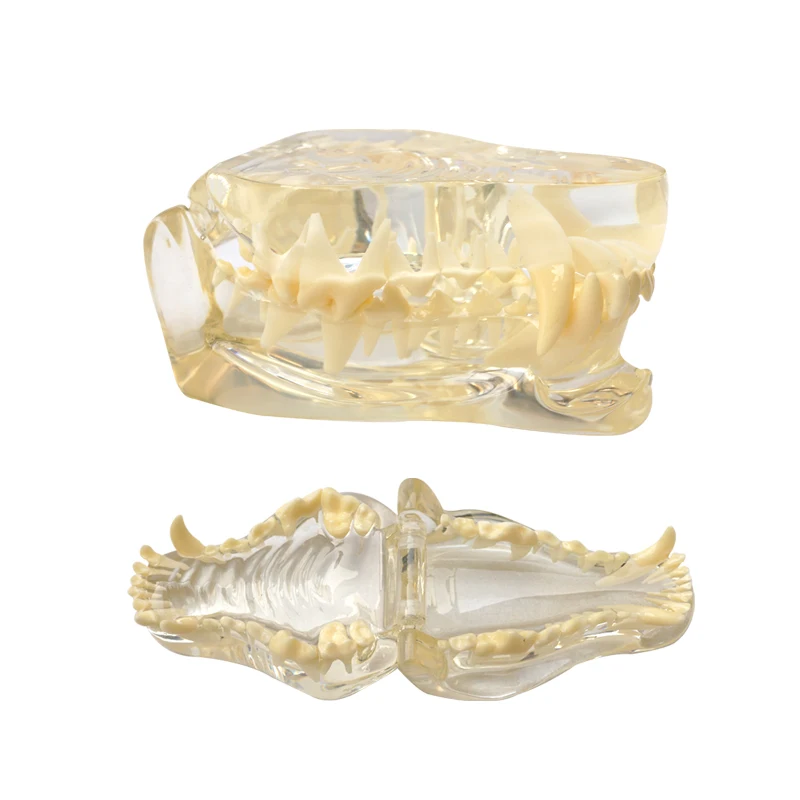 Модель зубов Модель зубного ряда собаки Модель зубного ряда кролика Студент-стоматолог Изучает стоматологические материалы